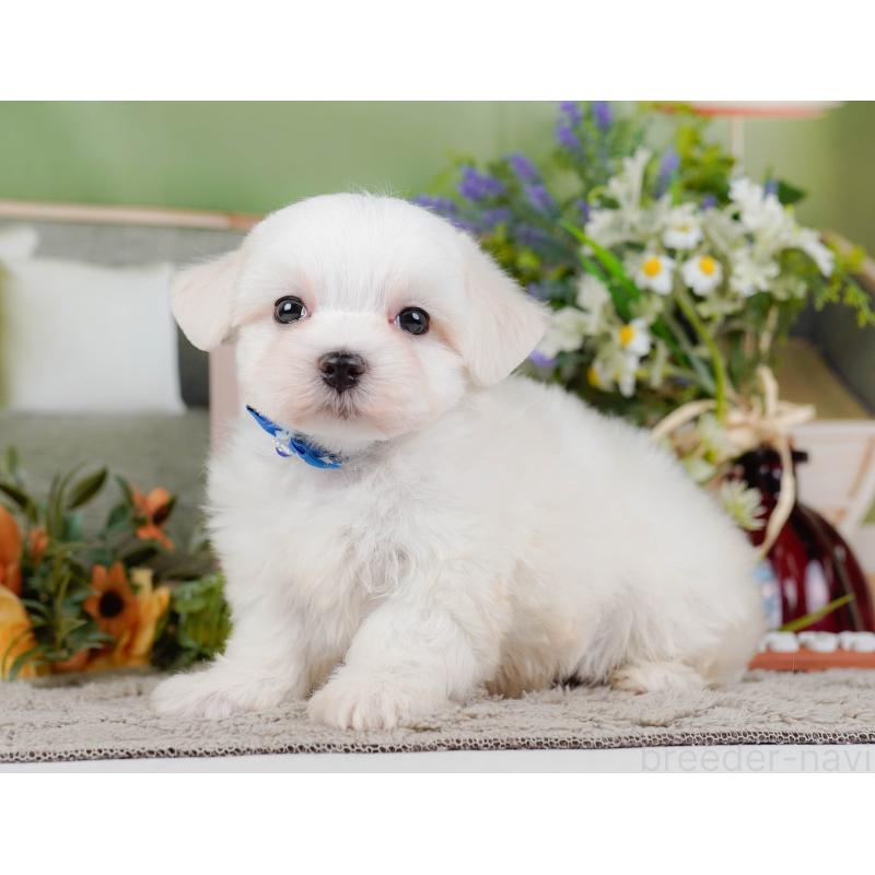 販売中の神奈川県のマルチーズ-455641の11枚目