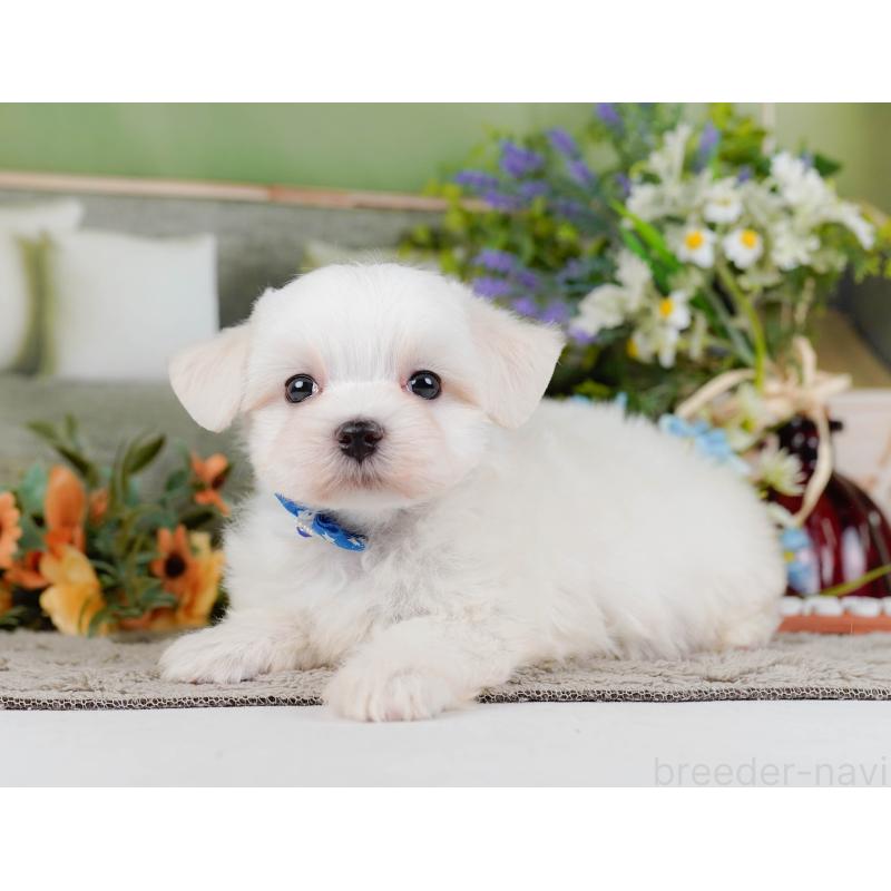 販売中の神奈川県のマルチーズ-455641の10枚目