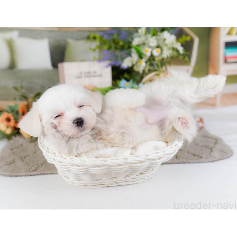 販売中の神奈川県のマルチーズ-455641の9枚目