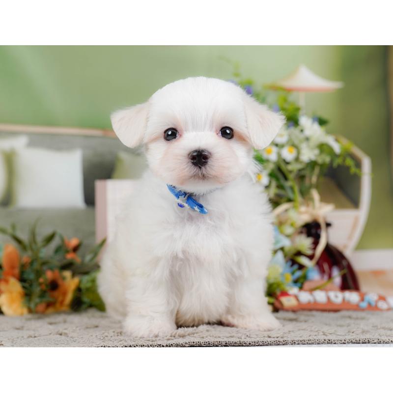 販売中の神奈川県のマルチーズ-455641の8枚目