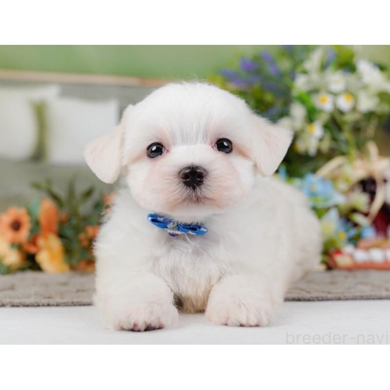 販売中の神奈川県のマルチーズ-455641の7枚目