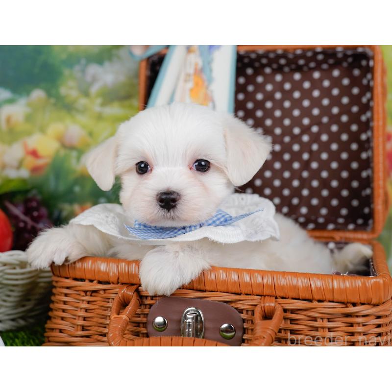 販売中の神奈川県のマルチーズ-455641の6枚目