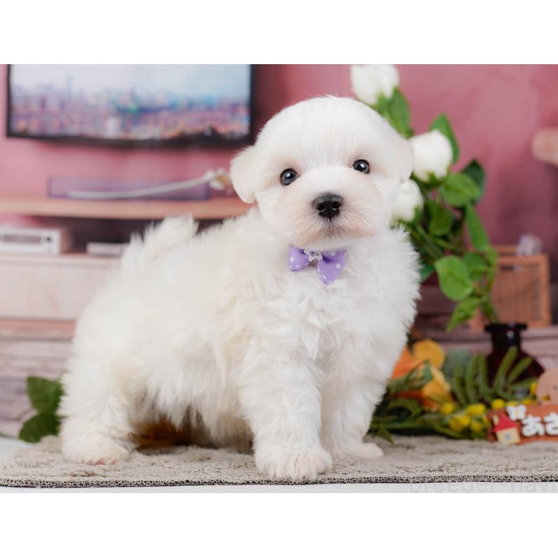 販売中の神奈川県のマルチーズ-455642の14枚目