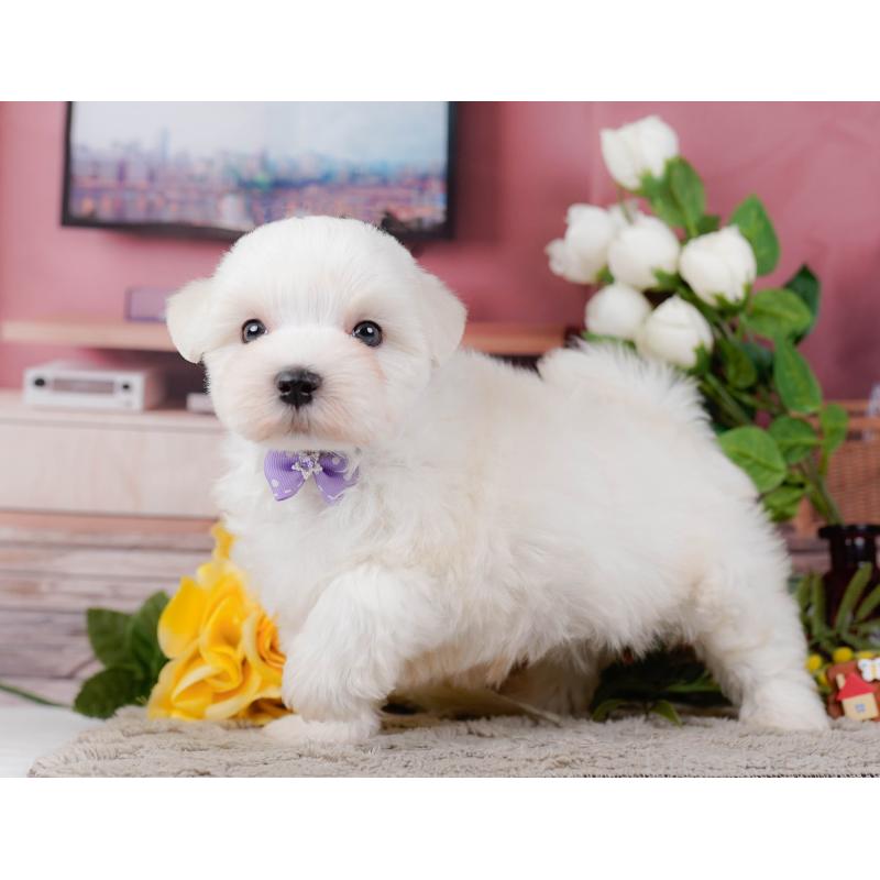 販売中の神奈川県のマルチーズ-455642の13枚目