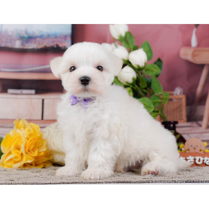 販売中の神奈川県のマルチーズ-455642の12枚目