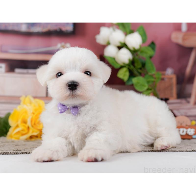 販売中の神奈川県のマルチーズ-455642の11枚目