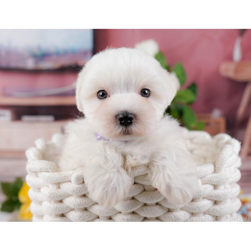 販売中の神奈川県のマルチーズ-455642の10枚目