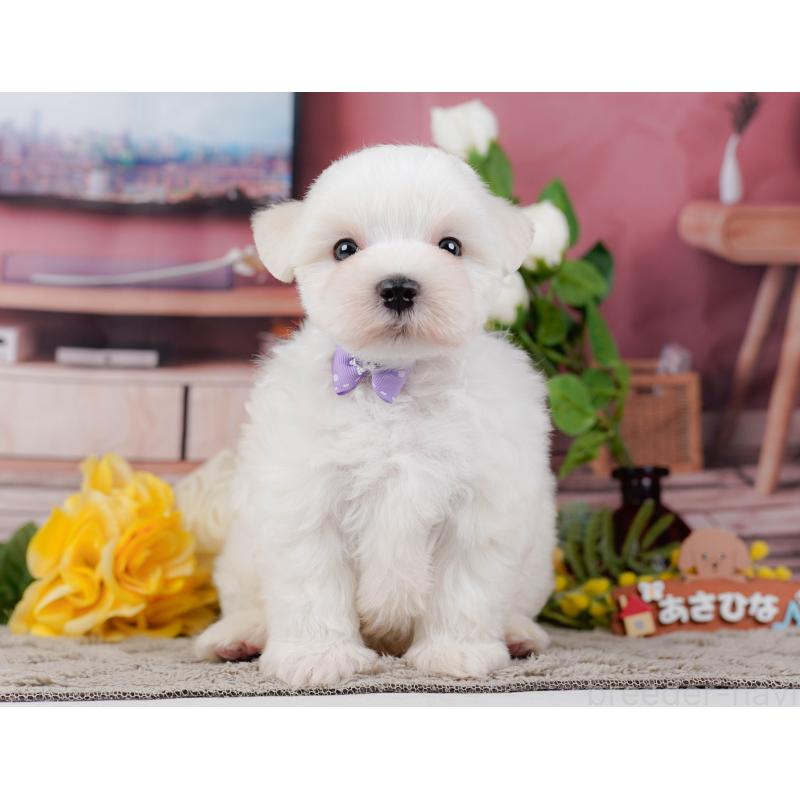 販売中の神奈川県のマルチーズ-455642の9枚目