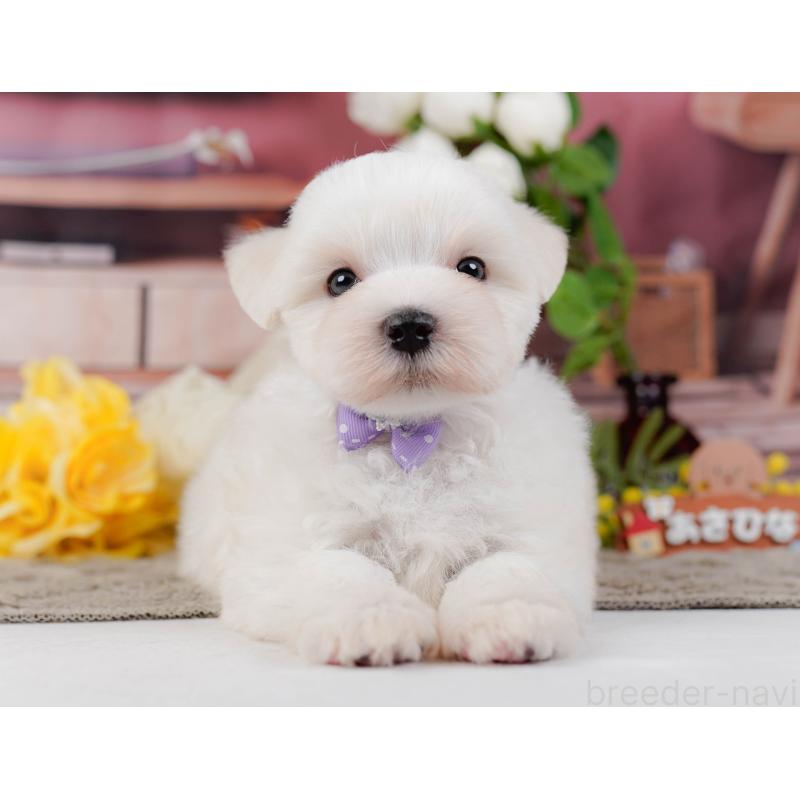 販売中の神奈川県のマルチーズ-455642の8枚目