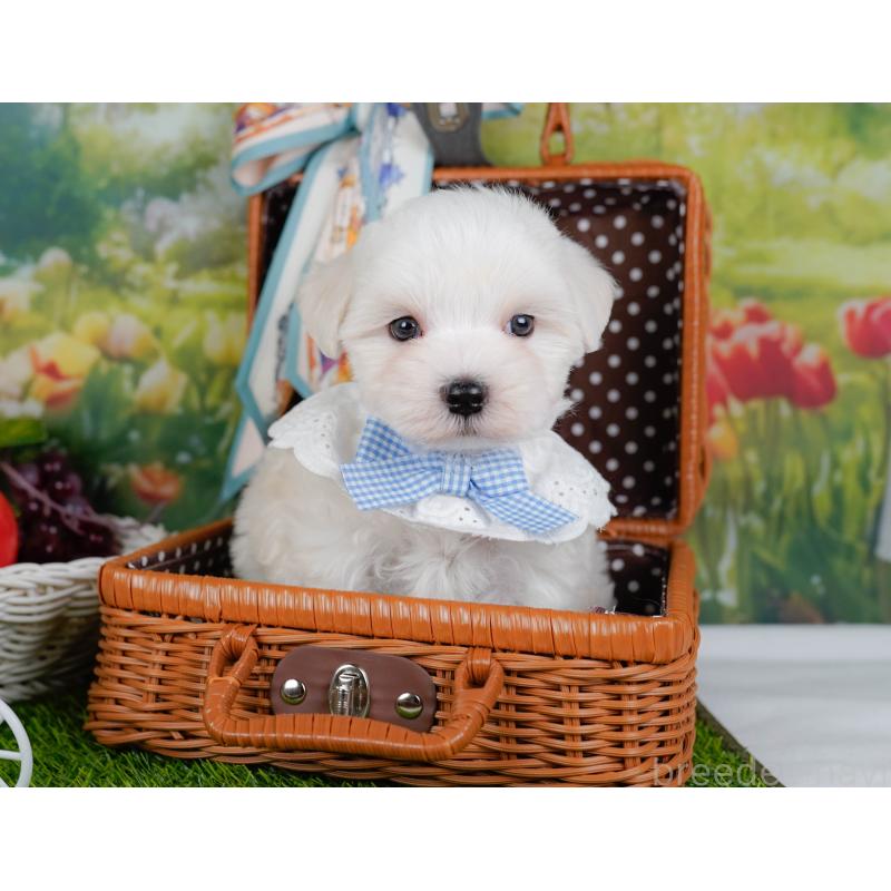 販売中の神奈川県のマルチーズ-455642の7枚目