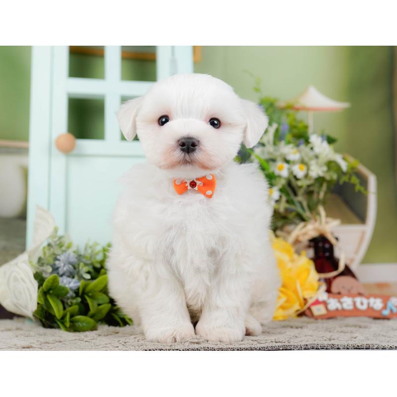 販売中の神奈川県のマルチーズ-455643の14枚目