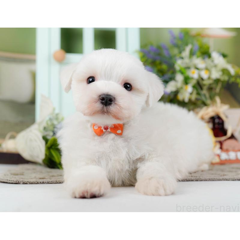 販売中の神奈川県のマルチーズ-455643の13枚目