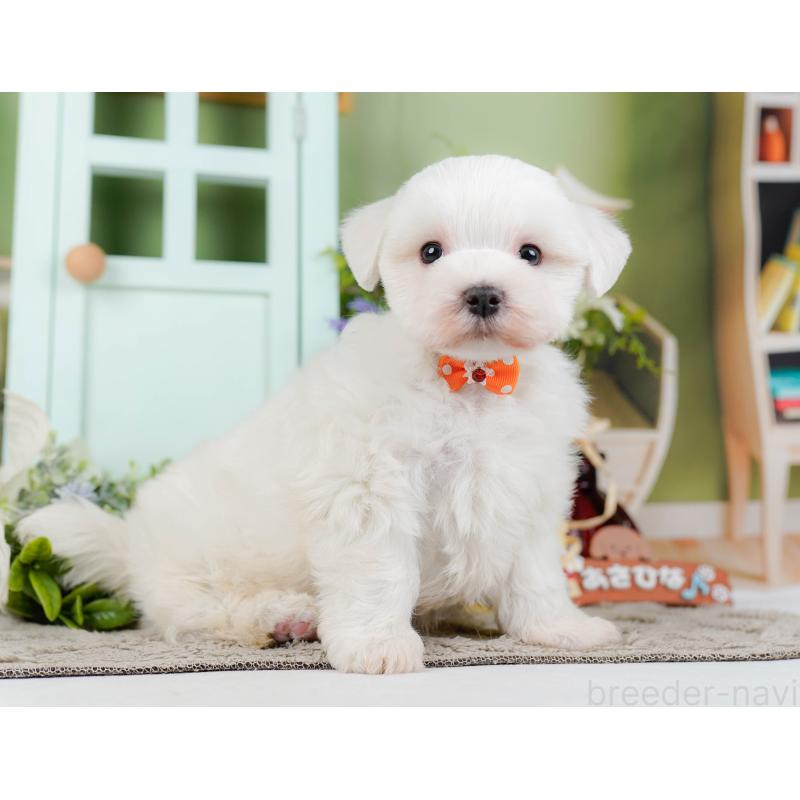 販売中の神奈川県のマルチーズ-455643の12枚目