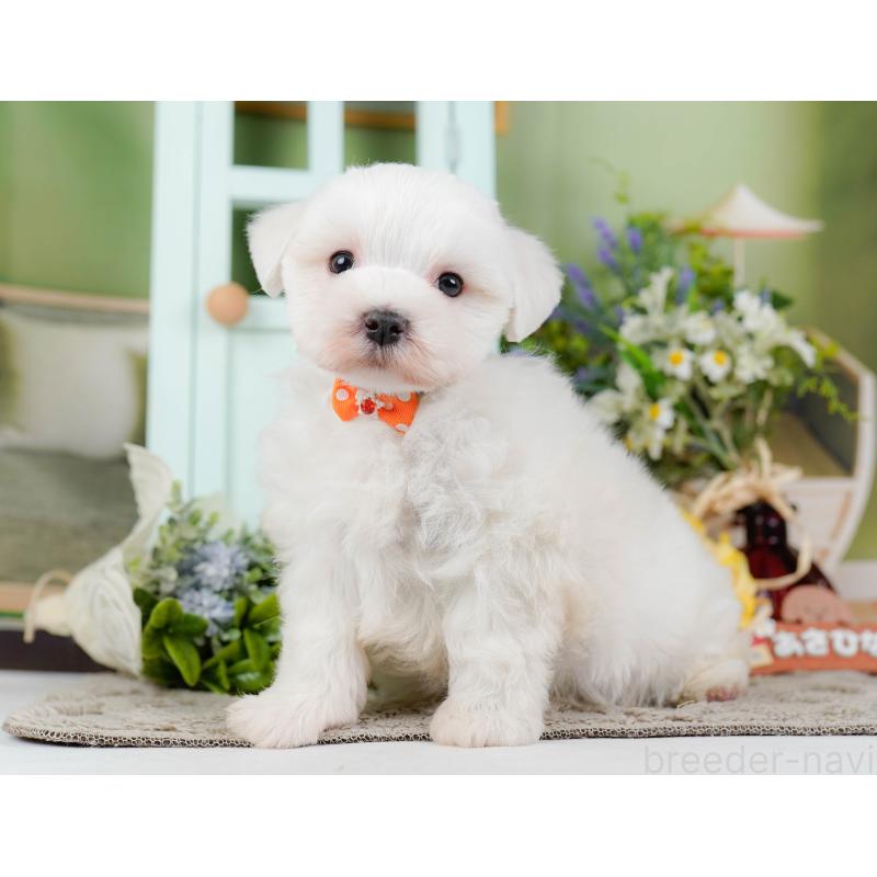 販売中の神奈川県のマルチーズ-455643の11枚目