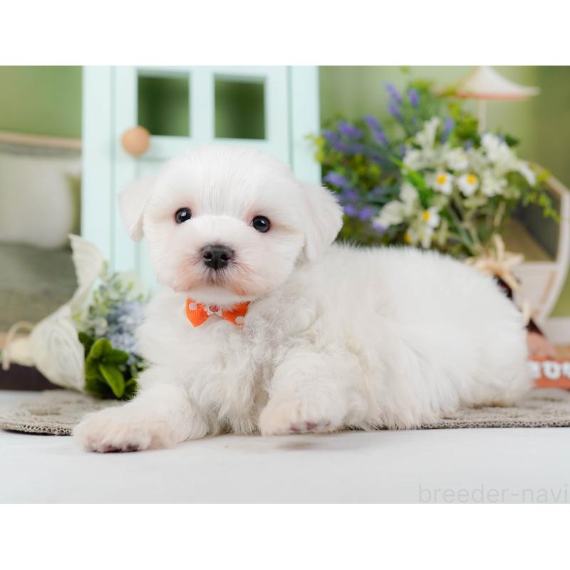 販売中の神奈川県のマルチーズ-455643の10枚目