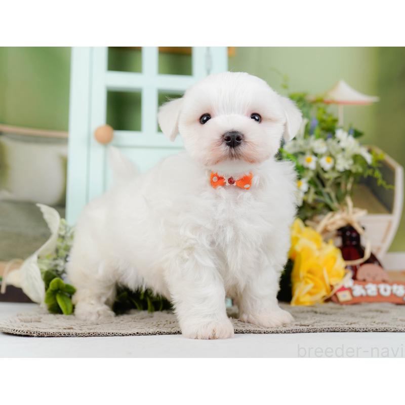 販売中の神奈川県のマルチーズ-455643の9枚目