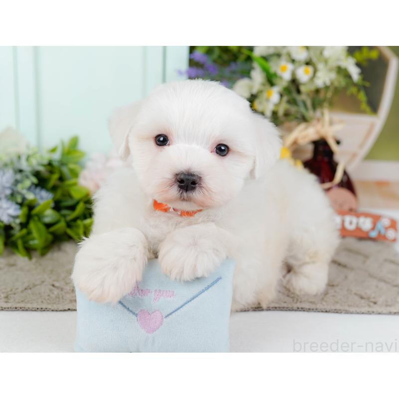 販売中の神奈川県のマルチーズ-455643の8枚目