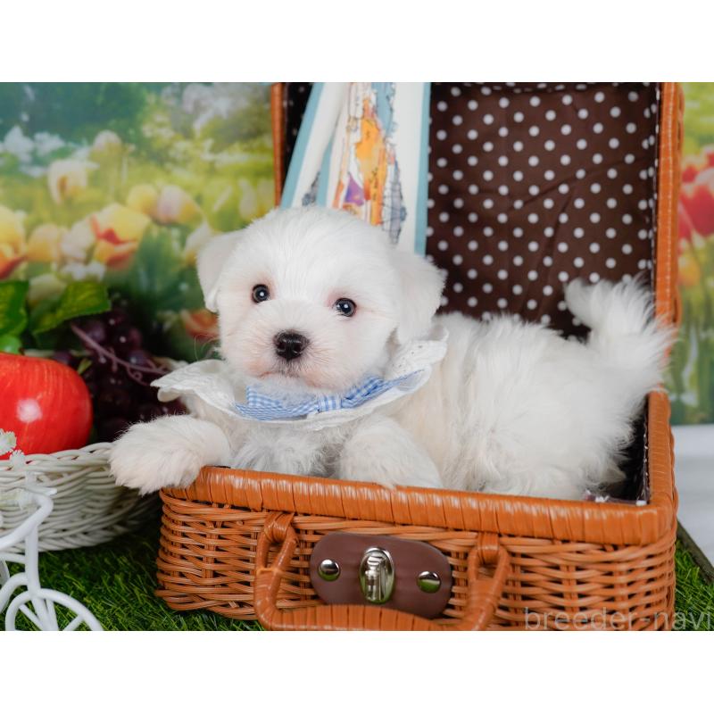 販売中の神奈川県のマルチーズ-455643の7枚目