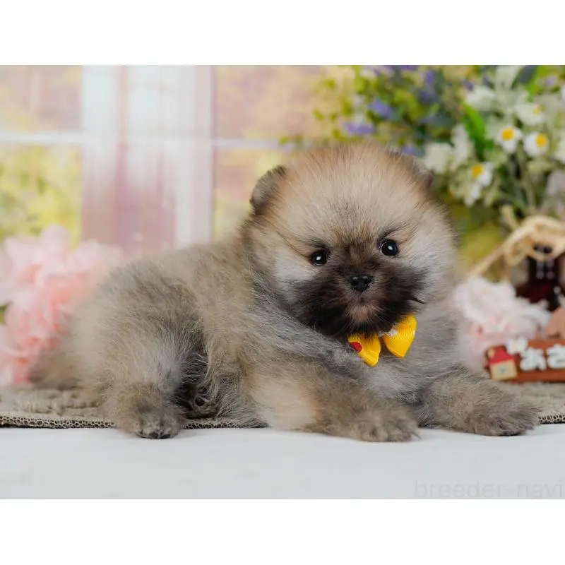 販売中の神奈川県のポメラニアン-455644の14枚目