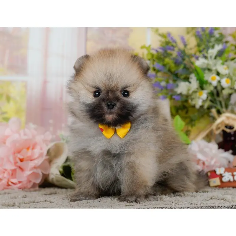 販売中の神奈川県のポメラニアン-455644の13枚目