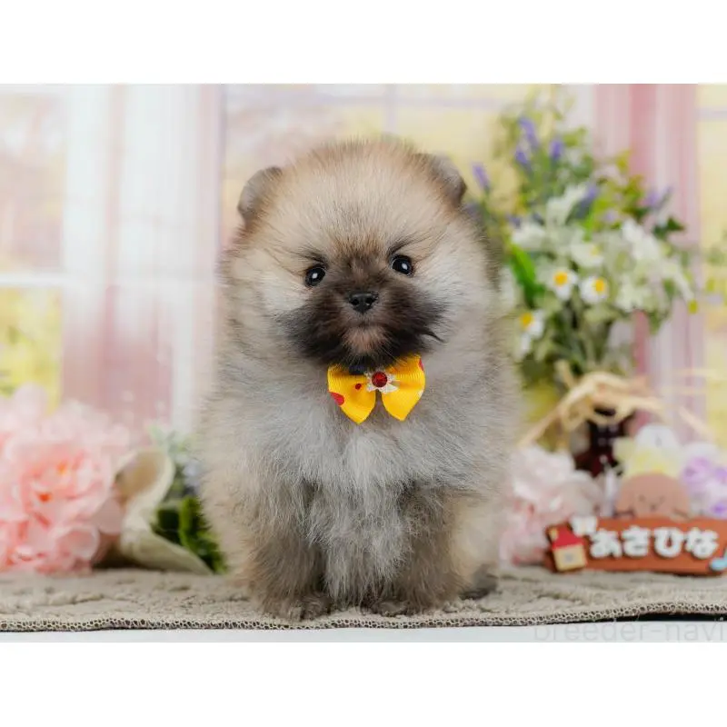 販売中の神奈川県のポメラニアン-455644の12枚目
