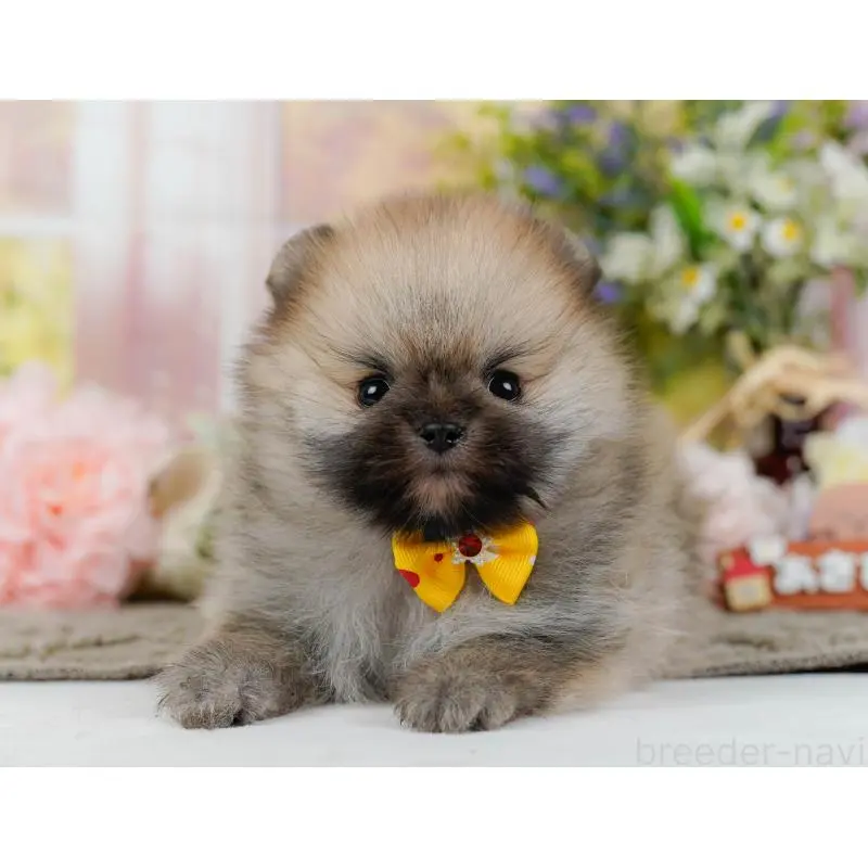 販売中の神奈川県のポメラニアン-455644の11枚目