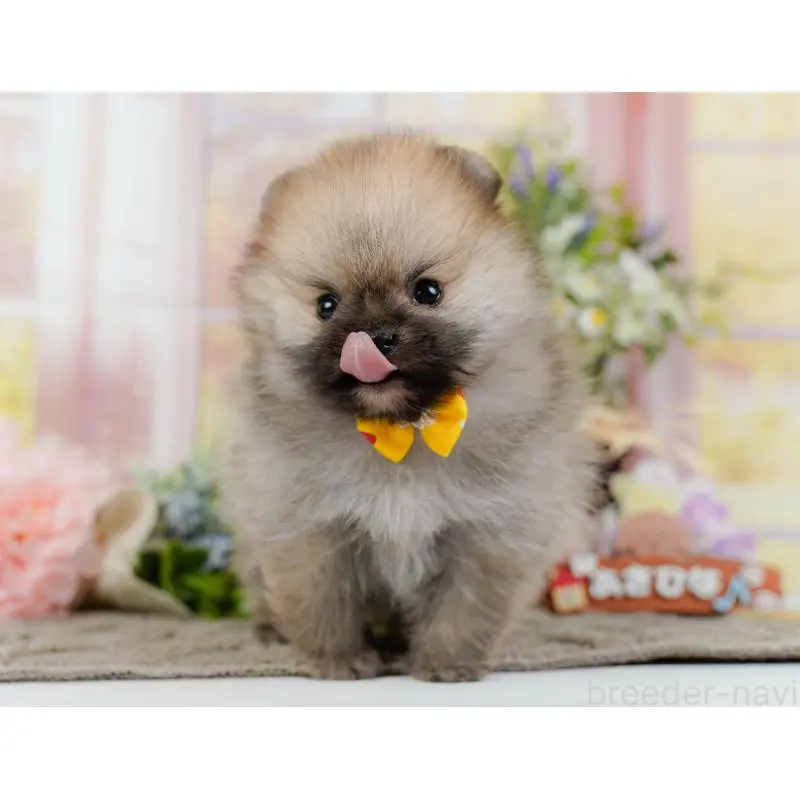 販売中の神奈川県のポメラニアン-455644の10枚目