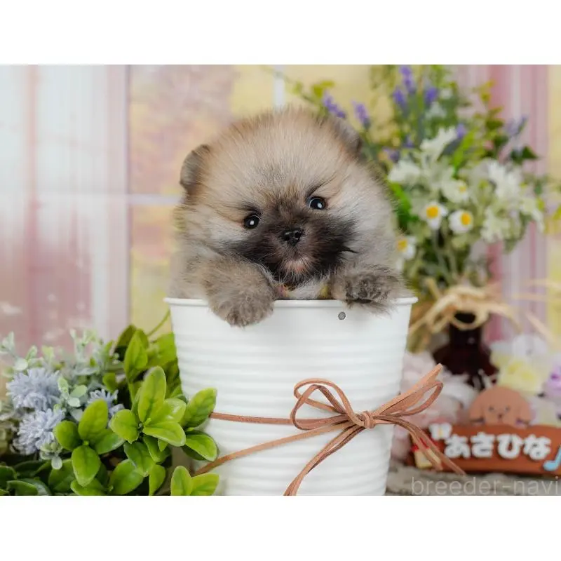 販売中の神奈川県のポメラニアン-455644の9枚目