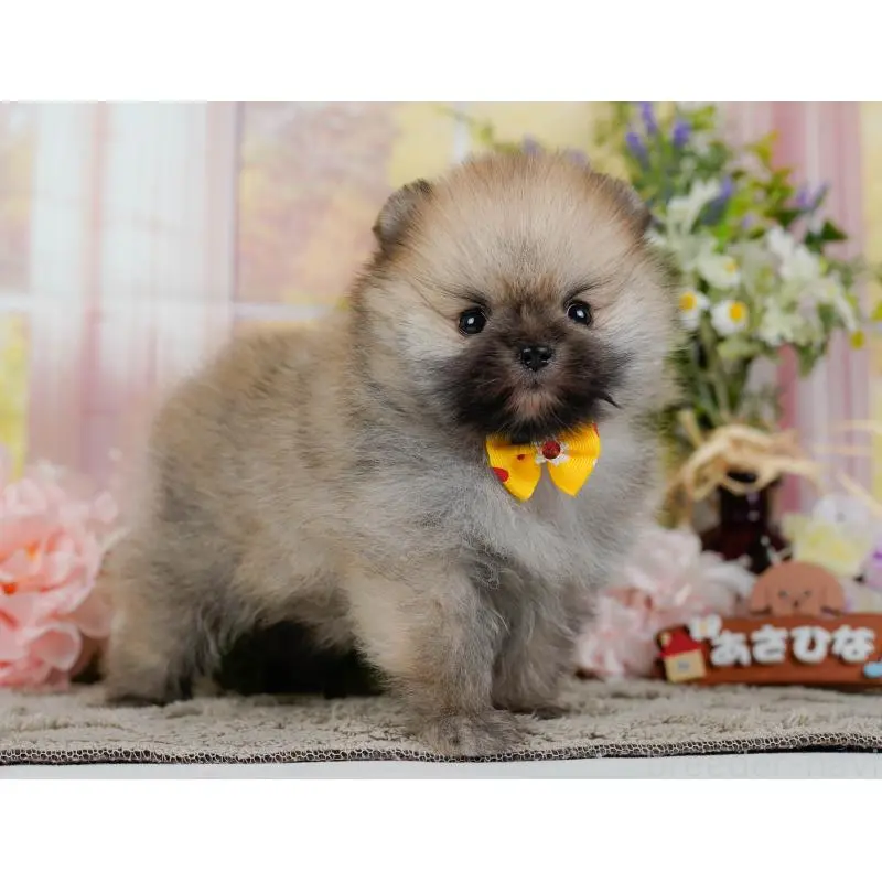 販売中の神奈川県のポメラニアン-455644の8枚目