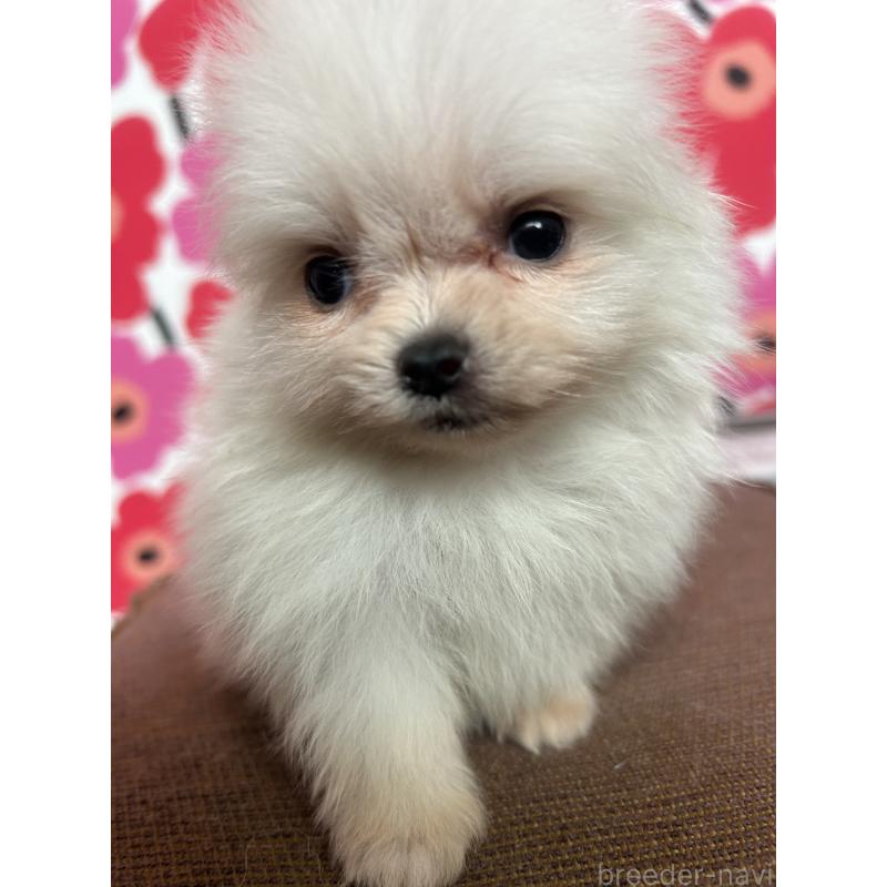 販売中の新潟県のポメラニアン-454881