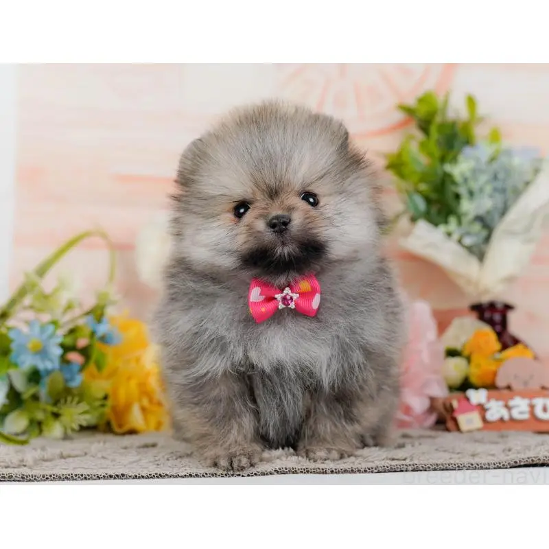 販売中の神奈川県のポメラニアン-455645の14枚目