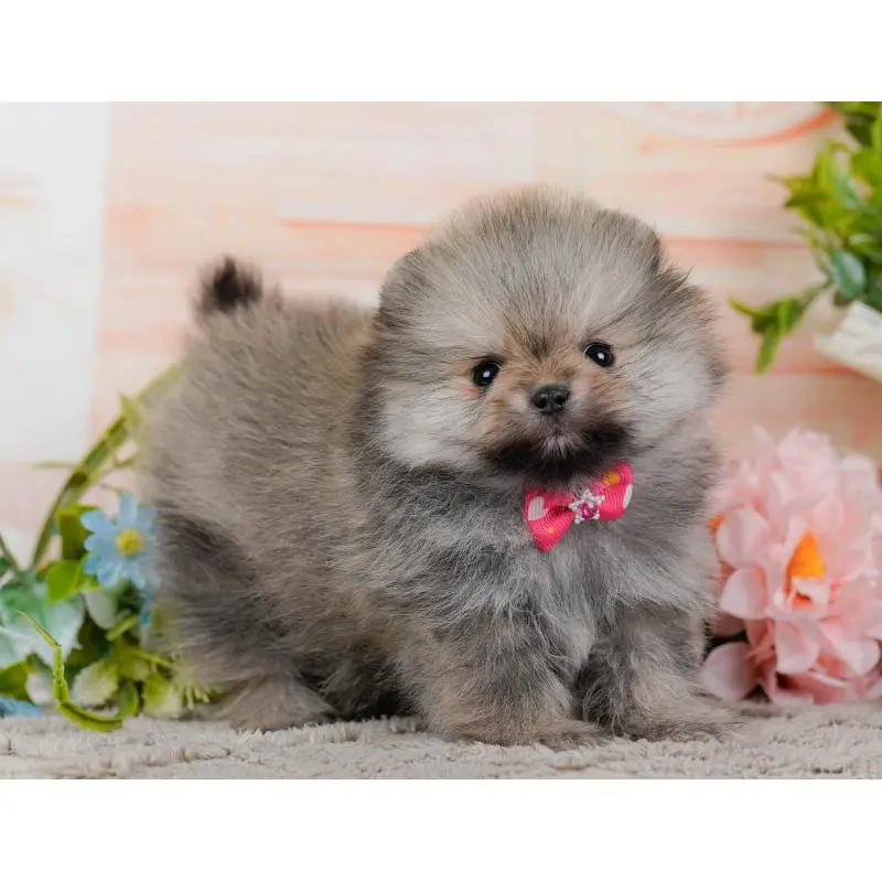 販売中の神奈川県のポメラニアン-455645の13枚目