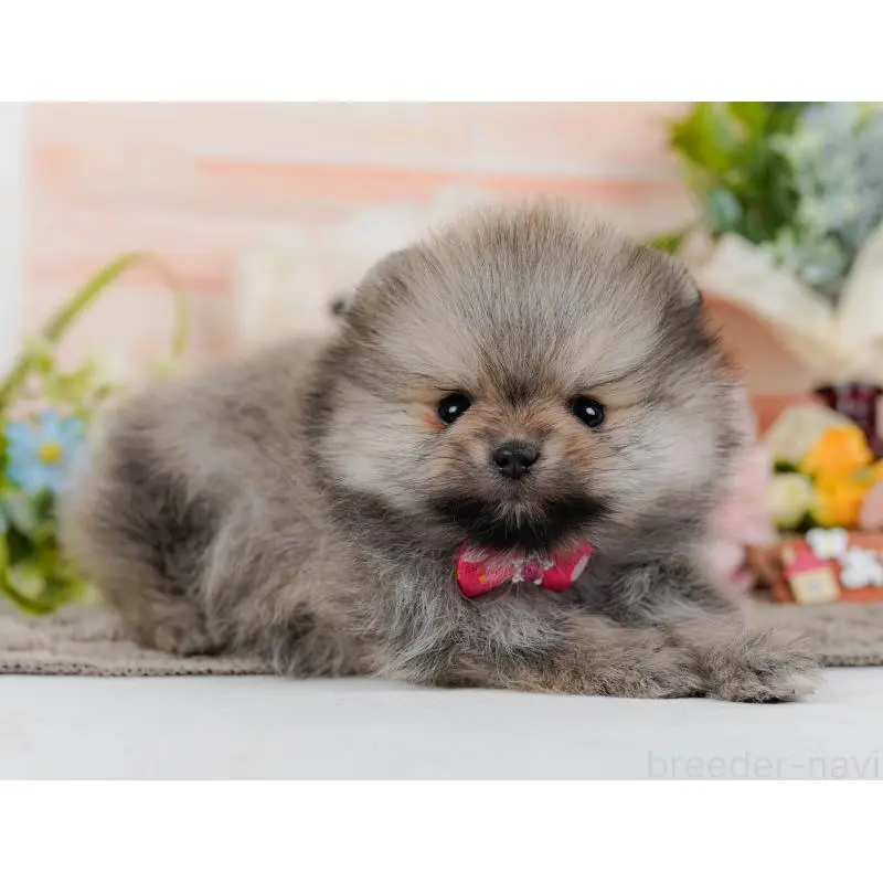 販売中の神奈川県のポメラニアン-455645の12枚目