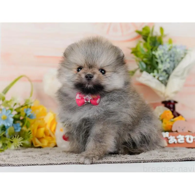 販売中の神奈川県のポメラニアン-455645の11枚目