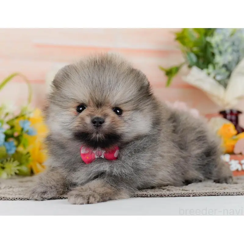 販売中の神奈川県のポメラニアン-455645の10枚目