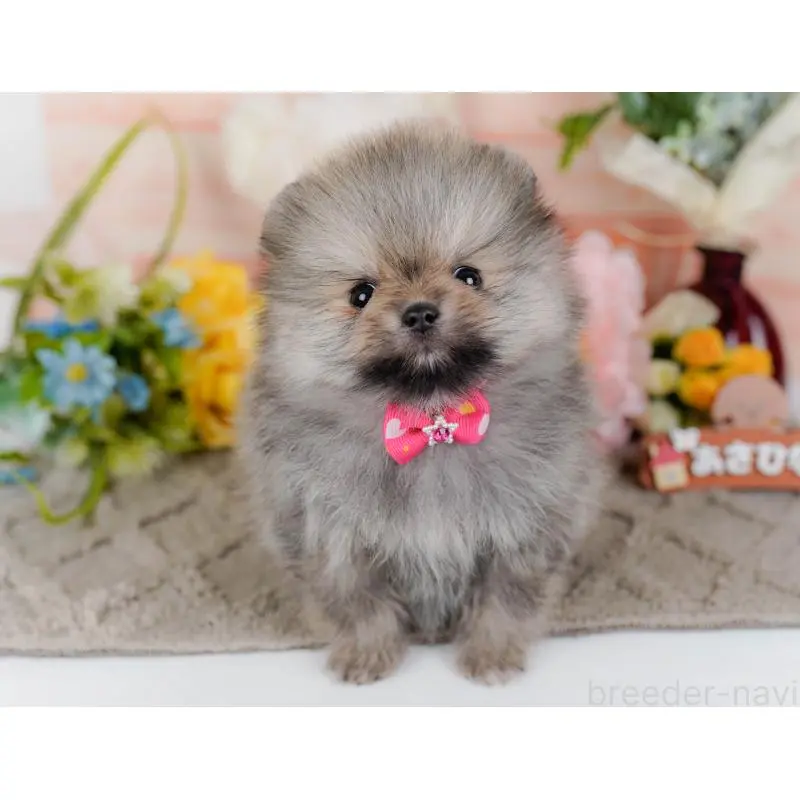 販売中の神奈川県のポメラニアン-455645の9枚目