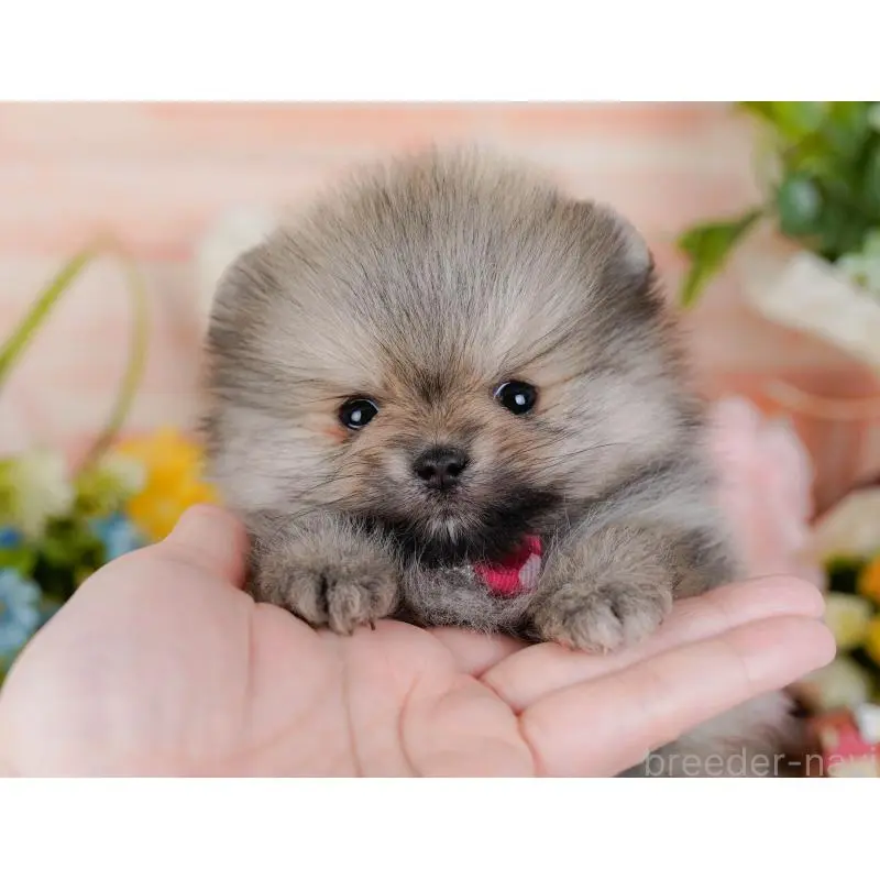 販売中の神奈川県のポメラニアン-455645の8枚目