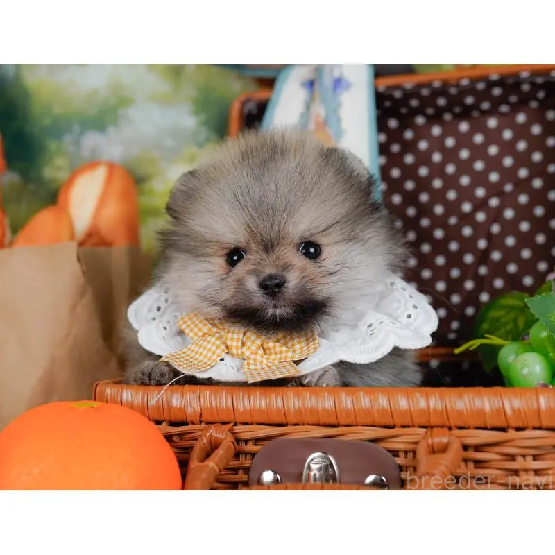 販売中の神奈川県のポメラニアン-455645の7枚目