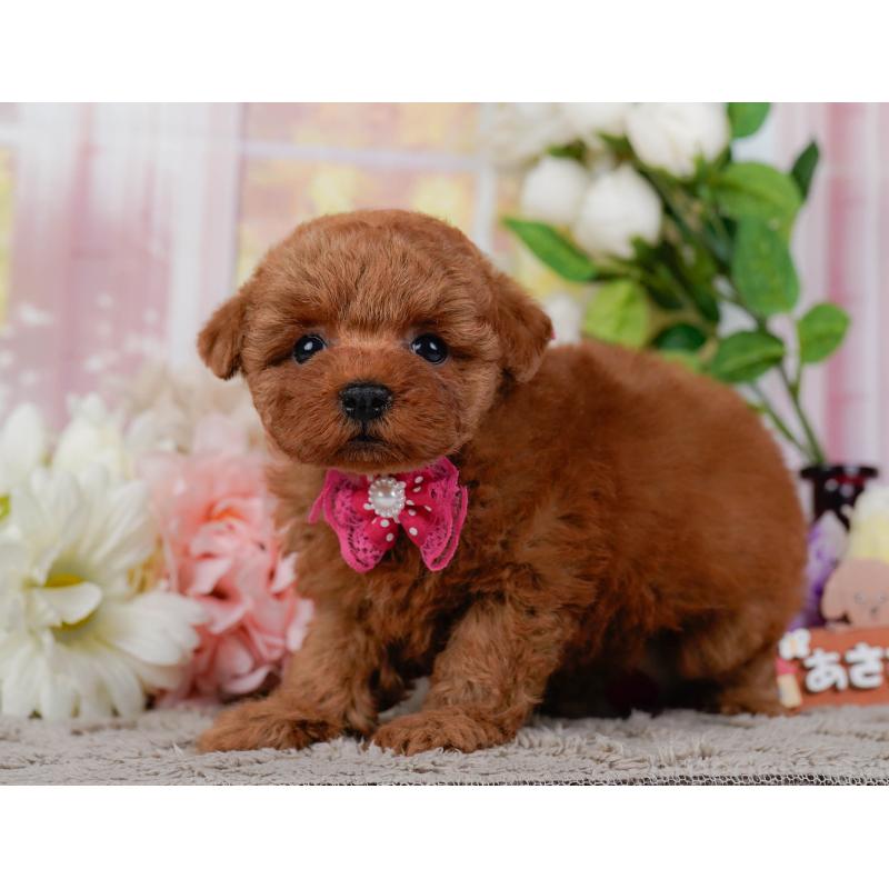 販売中の神奈川県のタイニープードル-455646の14枚目
