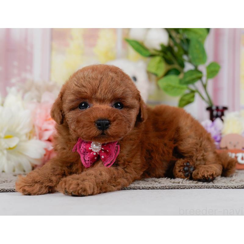 販売中の神奈川県のタイニープードル-455646の13枚目