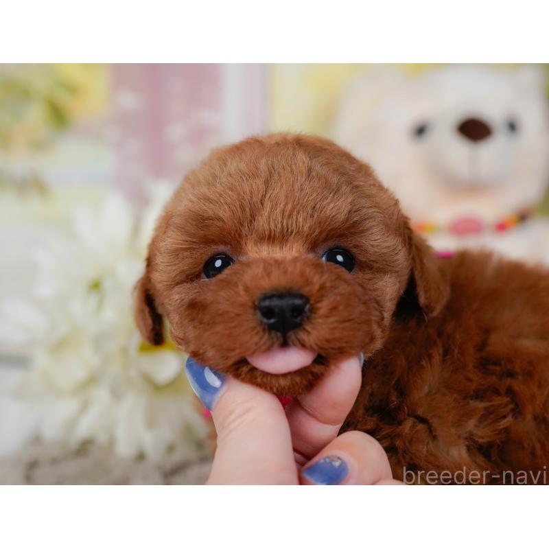 販売中の神奈川県のタイニープードル-455646の12枚目