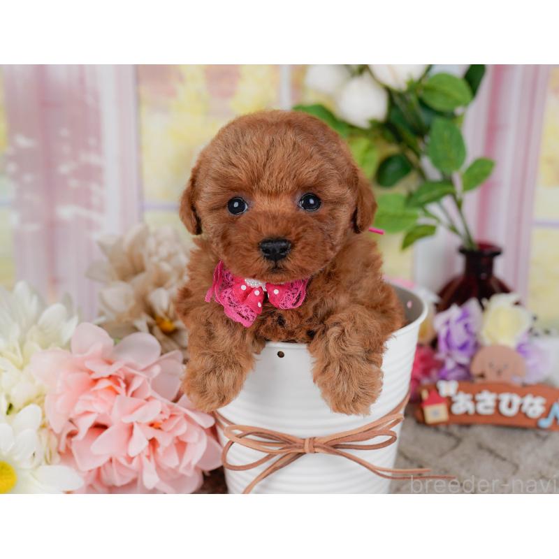 販売中の神奈川県のタイニープードル-455646の11枚目
