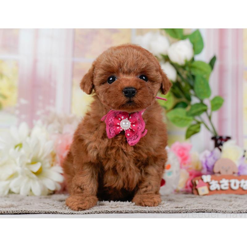 販売中の神奈川県のタイニープードル-455646の10枚目