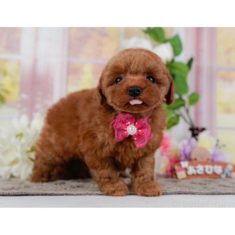 販売中の神奈川県のタイニープードル-455646の9枚目