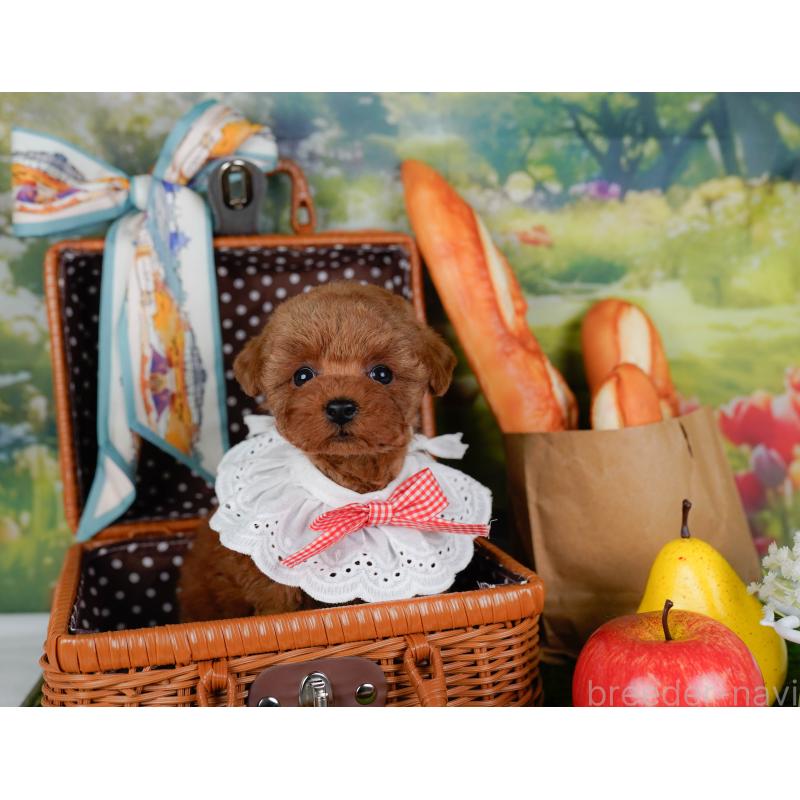 販売中の神奈川県のタイニープードル-455646の7枚目