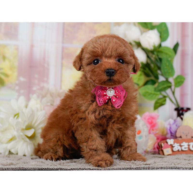 販売中の神奈川県のタイニープードル-455646の8枚目