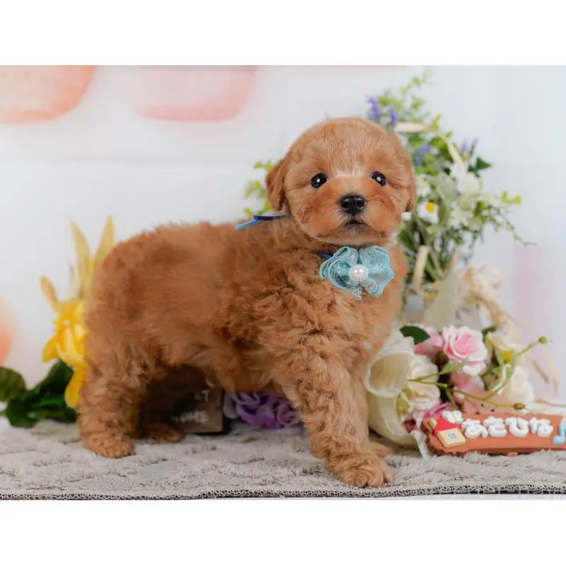 販売中の神奈川県のトイプードル-455648の14枚目