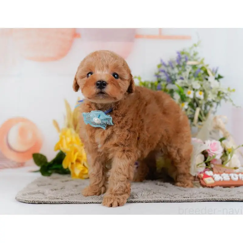 販売中の神奈川県のトイプードル-455648の13枚目