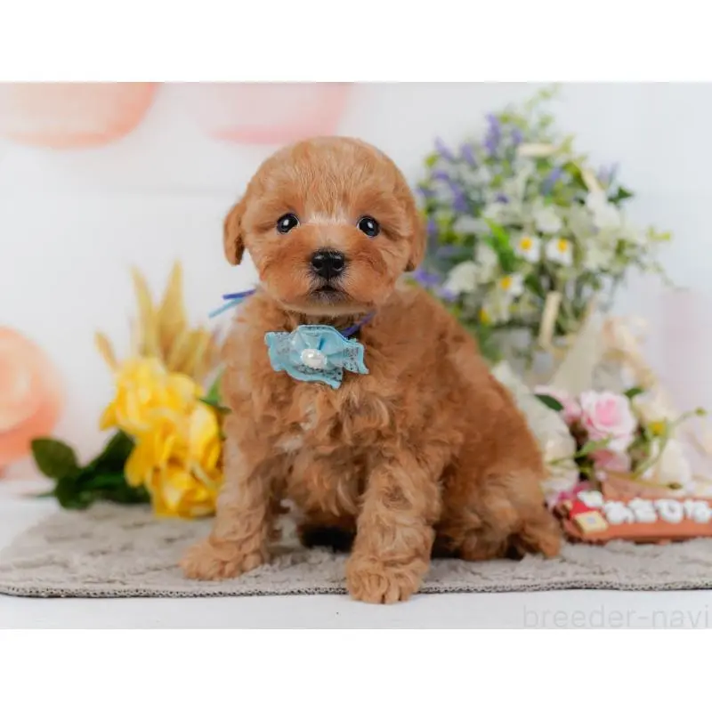 販売中の神奈川県のトイプードル-455648の12枚目