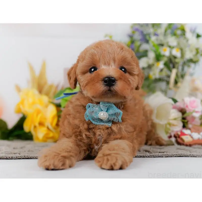 販売中の神奈川県のトイプードル-455648の11枚目